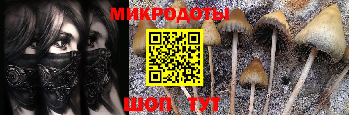 Псилоцибиновые грибы Psilocybine cubensis  Вход с VPN  Псилоцибиновые грибы мицелий  Калуга 